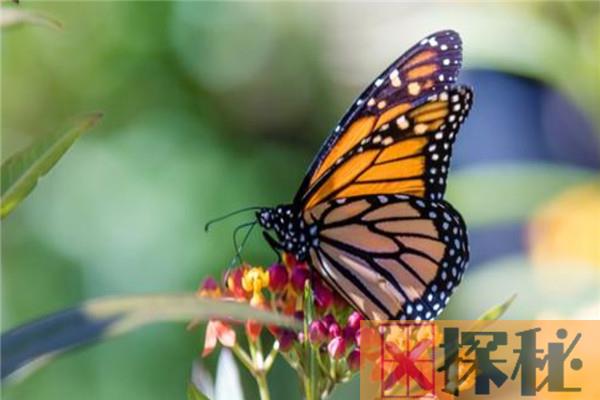 世界上最神秘的蝴蝶是什么 紫色帝王蝶（美丽的蝴蝶）