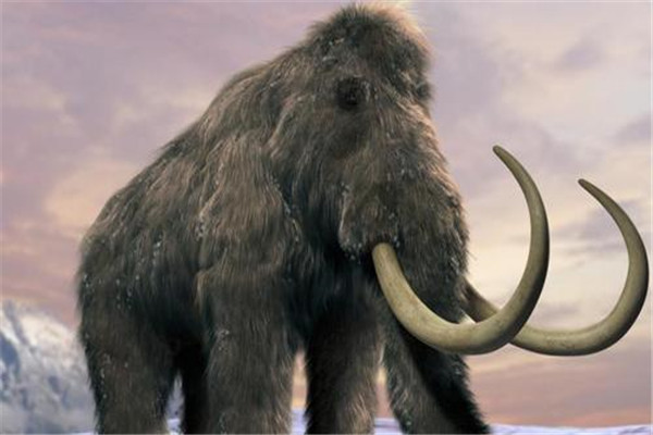 世界上最大的猛犸象是什么 猛犸象什么时候灭绝的