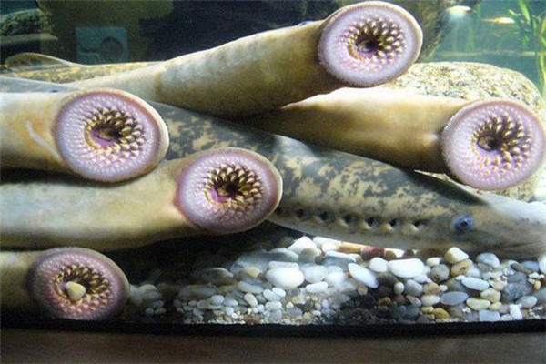 世界上最恶心的脊椎动物是什么 七鳃鳗到底恶心在哪里