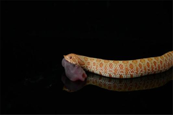 世界上最胆小的蛇是什么 猪鼻蛇（长相滑稽胆子很小）