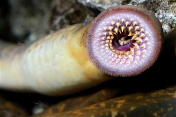 世界上最恶心的脊椎动物是什么 七鳃鳗到底恶心在哪里