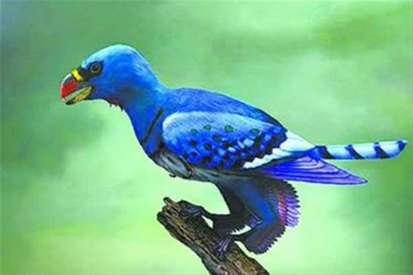 世界上最罕见的鸟是什么 四翼鸟怎样对待它们两个多的翅膀