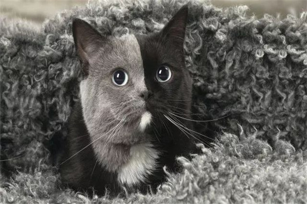 世界上最罕见的猫是什么 双面猫（两边脸颜色不一样）