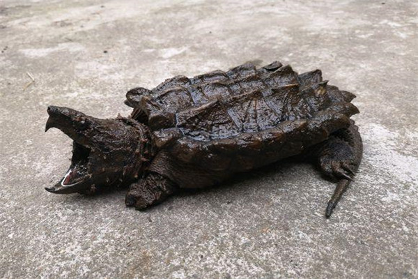 世界上最大的水龟之一 真鳄龟如何鉴别雄雌