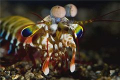 世界上最凶残的虾是什么 雀尾螳螂虾（一拳锤晕其他生物）