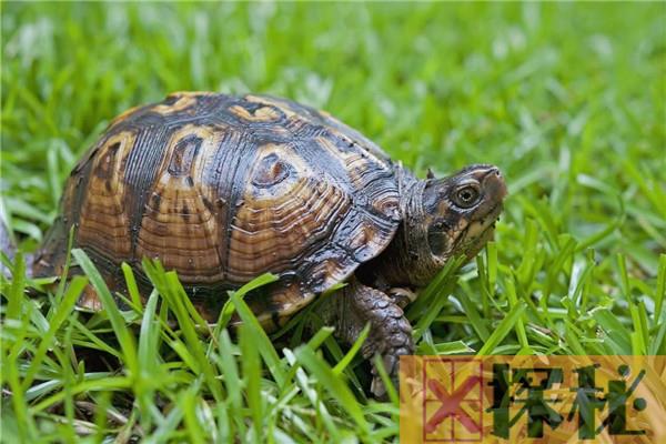 世界上跑得最快的乌龟是什么 南非豹纹陆龟最快的速度能有多少