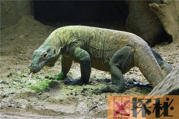 世界上体型最大的蜥蜴是什么 科莫多巨蜥有哪些特征