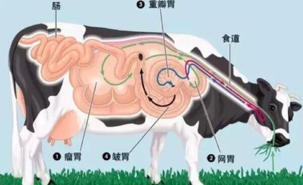 百叶和毛肚的区别，百叶是牛的第三个胃（毛肚是第一个胃）