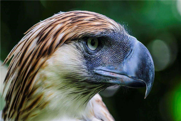 比阿根廷巨鹰还大的鹰 菲律宾鹰对什么有很强的意识
