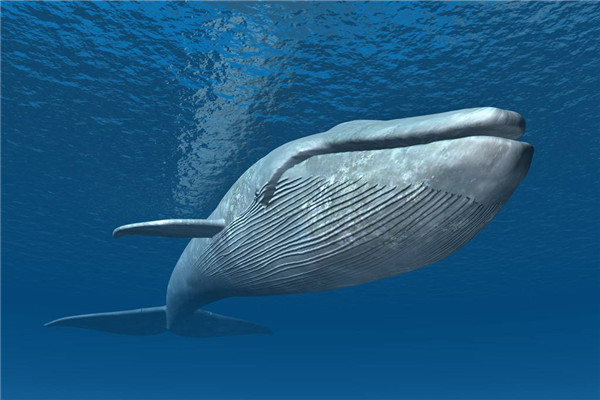 比蓝鲸重10000倍的动物 世界上存在如此庞大的生物吗