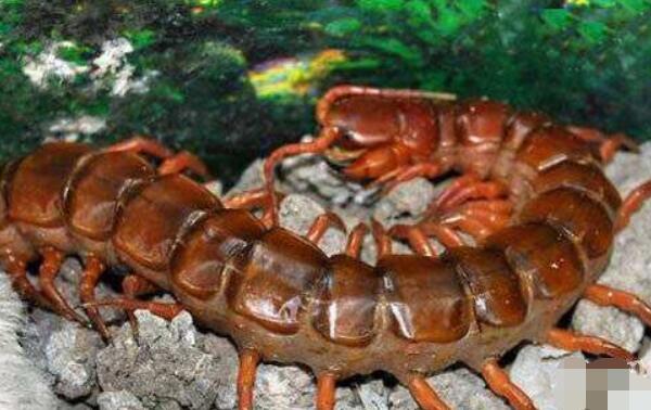 世界十大最大的蜈蚣，第一长达0.62米（中国红巨龙蜈蚣排第九）