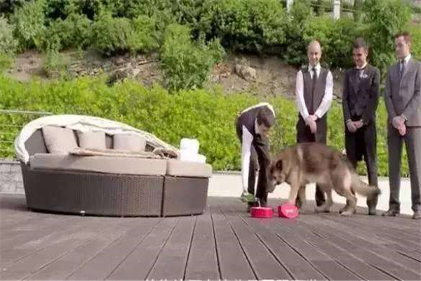 世界最富有的狗狗叫什么 冈瑟四世（拥有3.73亿美元资产）