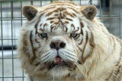 世界最丑老虎是什么 为什么它长得这么丑面部畸形