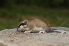 世界最能睡动物睡鼠 只有五年寿命四年都在睡觉
