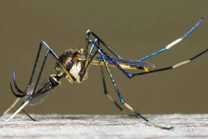 世界上最大的蚊子是哪种，华美巨蚊（体长4厘米吃小蚊子）