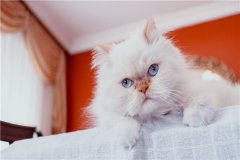 世界上最漂亮的猫是什么 波斯猫（长相可爱叫声甜美）