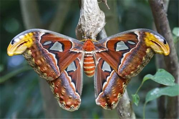 世界上最大的飞蛾是什么 阿拉特斯蛾（展开翅膀达30cm）