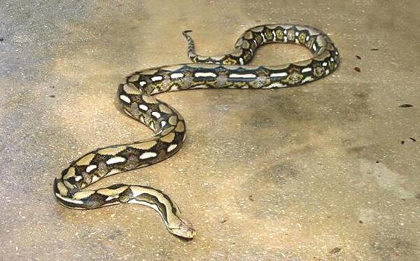 世界最大蟒蛇，印度发现14 86米网纹蟒（张口轻松吞人）