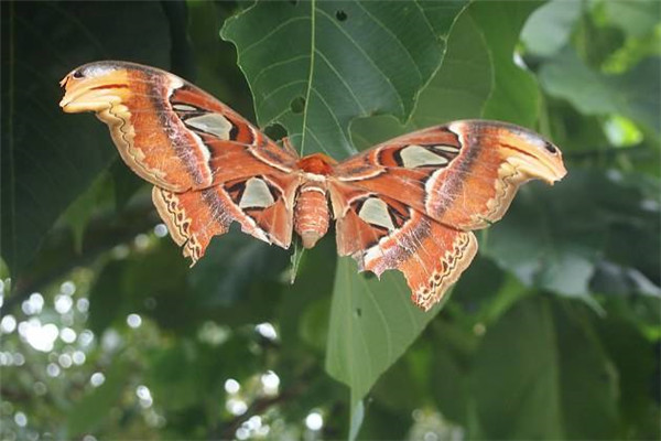 世界上最大的飞蛾是什么 阿拉特斯蛾（展开翅膀达30cm）