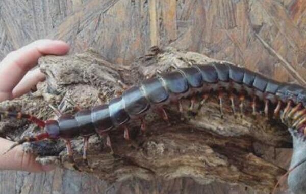 世界上最大的巨型蜈蚣，0.62米的加拉帕格斯巨人蜈蚣