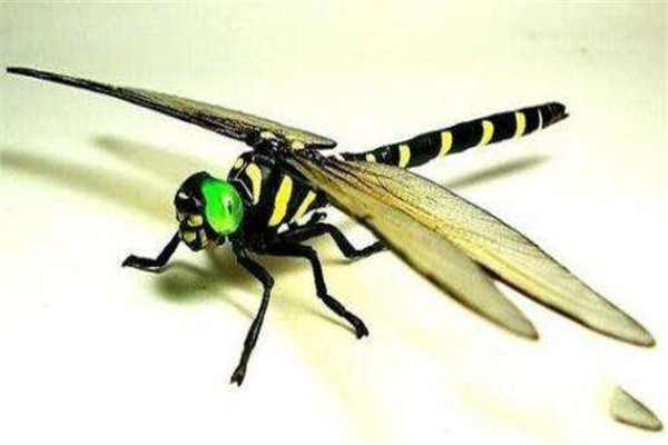 世界上捕杀率最高的蜻蜓是什么 鬼蜻蜓（善于捕猎）