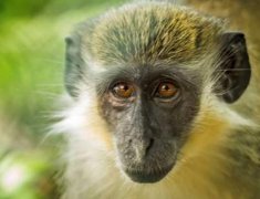 世界上五种最贵的动物排名 第一绿猴一亿多 中国有一个上榜