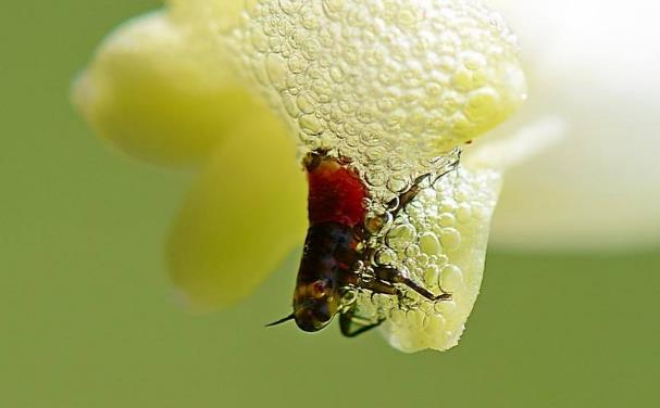 世界上跳的最高的昆虫 沫蝉 高度可达70厘米