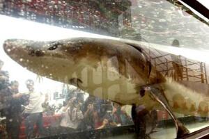 世界上最大的淡水鱼种，鲟鱼（体长7.2米重1521斤）