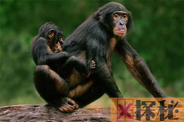 世界上最浪漫的十大生物 倭黑猩猩从一而终第一让人惊讶