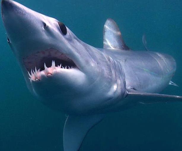 世界上游得最快的鲨鱼 尖吻鲭鲨(速度每小时达56千米)