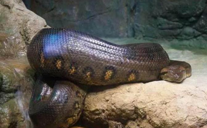 世界上最重的蛇 印度巨蟒 (身长14.85米 体重447公斤)