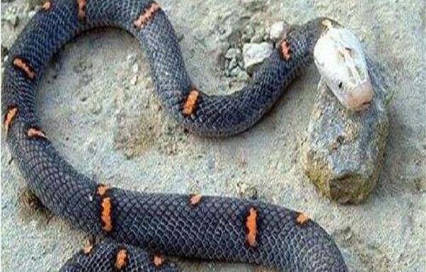关于蛇的10个世界之最，猪鼻蛇胆子最小（绿茸线蛇1687岁）