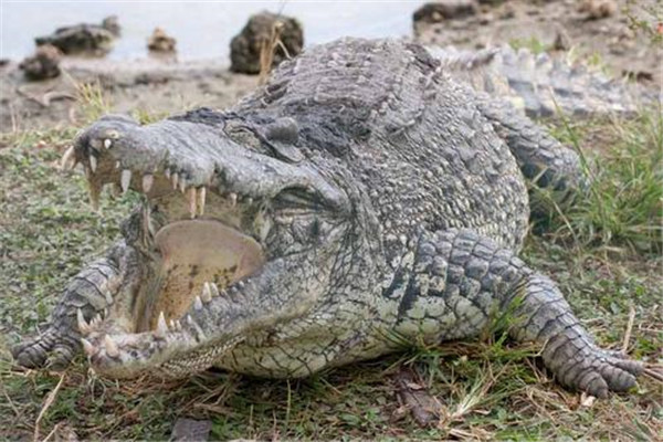 世界最大鳄鱼是什么 湾鳄（成年个体重达一吨）