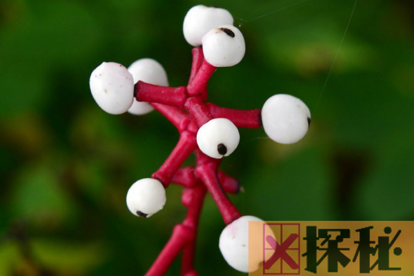 世界上最像眼球的植物:白色类叶升麻(酷似死人眼球)