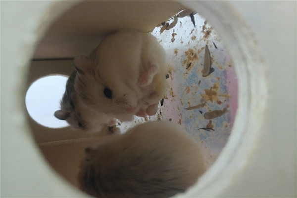 世界上最小的家鼠 罗伯罗夫斯基鼠的长度是多少