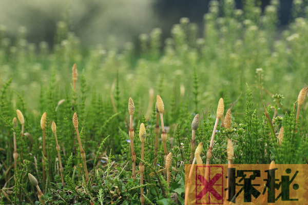 世界上最有趣的草:第一形似烈焰红唇 第五能活1000年