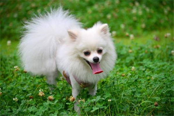 世界上最萌的最可爱的狗排名前五名 哈士奇超爱拆家