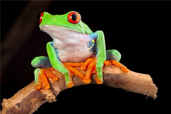 世界上最可怜的青蛙是什么 经常被虐待摆拍的树蛙