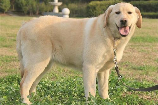 世界上最萌的最可爱的狗排名前五名 哈士奇超爱拆家