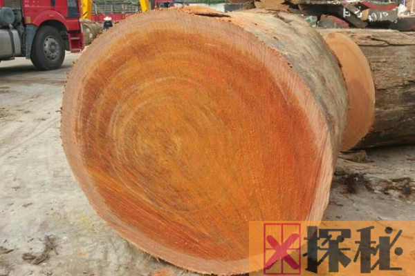 世界最硬的木头:比钢铁还要硬上一倍(密度极高)