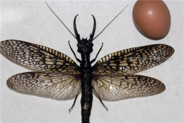 世界上最会测水质的昆虫是什么 巨齿蛉（外表丑陋）