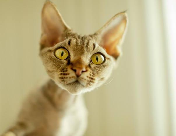 世界上耳朵最大的猫 三种猫可能是从精灵国跑出来的