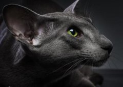 世界上耳朵最大的猫 三种猫可能是从精灵国跑出来的