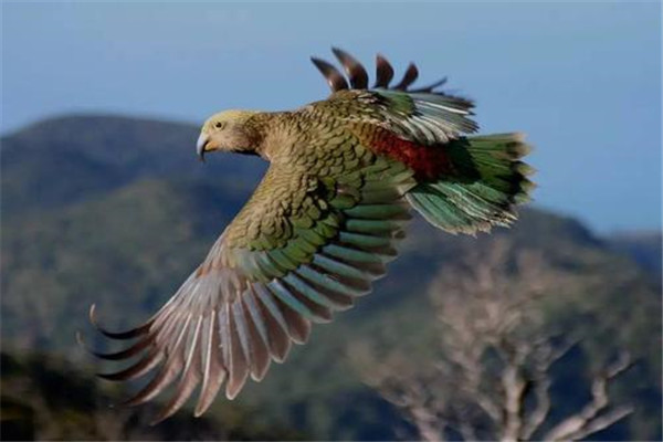 世界上最聪明的鹦鹉排行榜 亚马逊鹦鹉是高智商的鹦鹉