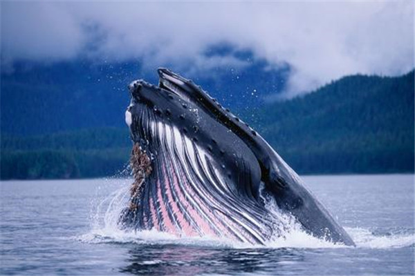 世界上最大的动物阴茎 蓝鲸的阴茎（长度超1.8米）
