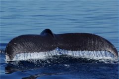 世界上最大的动物阴茎 蓝鲸的阴茎（长度超1.8米）