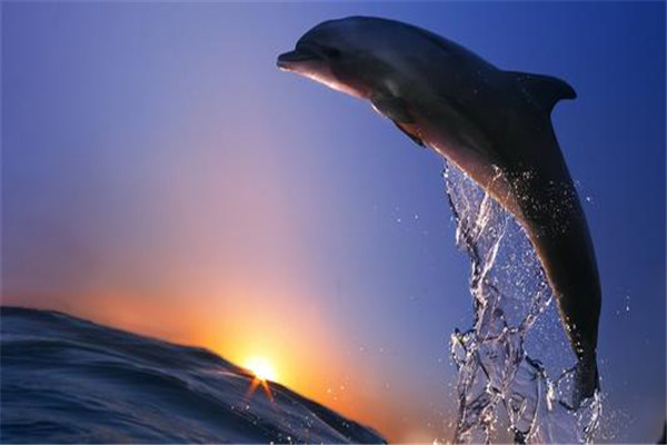 世界上性欲最强的动物是什么 海豚性欲为什么那么强
