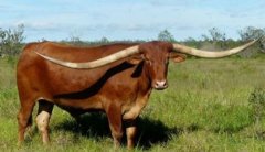 世界上角最长的牛 JR(两只牛角总长接近三米)