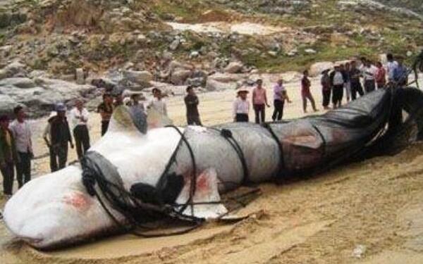 盘点世界上最大的鱼Top4，鲸鲨体长20米（第三在中国）