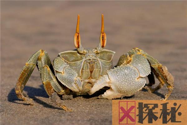 世界上最可爱的螃蟹 台湾原生种螃蟹（圆圆胖胖很可爱）